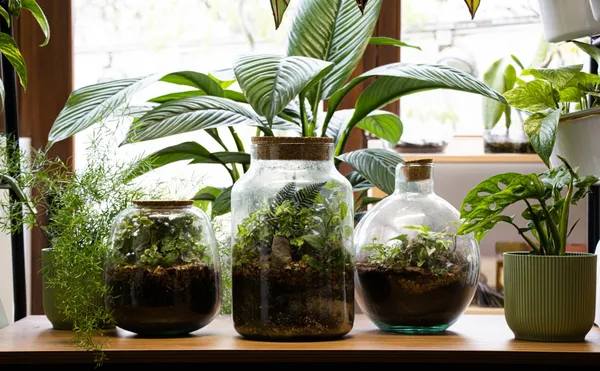 Wecandoo - Create your own medium-sized terrarium