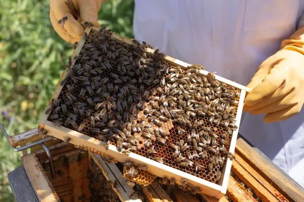À la découverte de l'apiculture urbaine - Image n°1 - Wecandoo