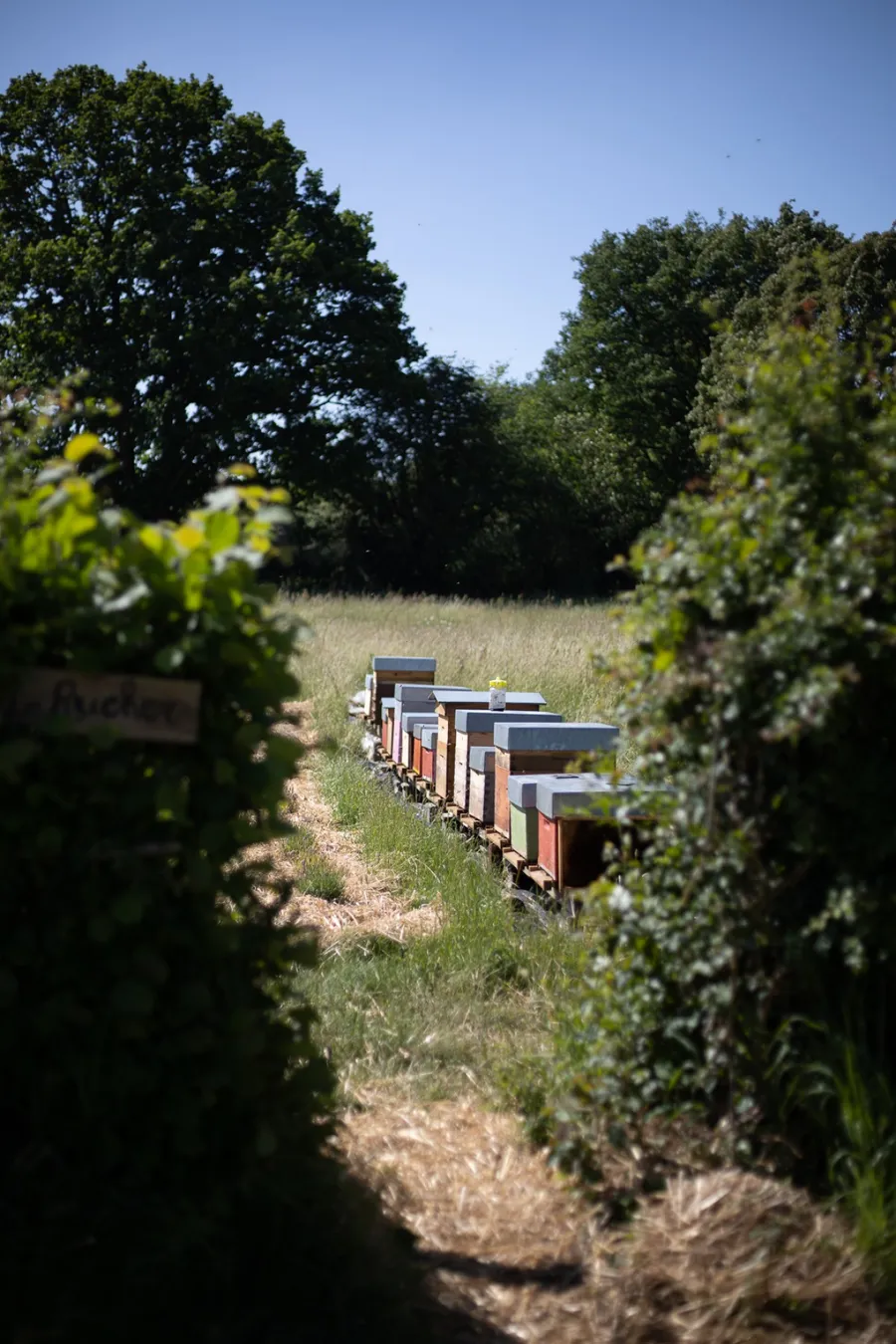 Initiez-vous à l'apiculture - Afbeelding nr. 1 - Wecandoo