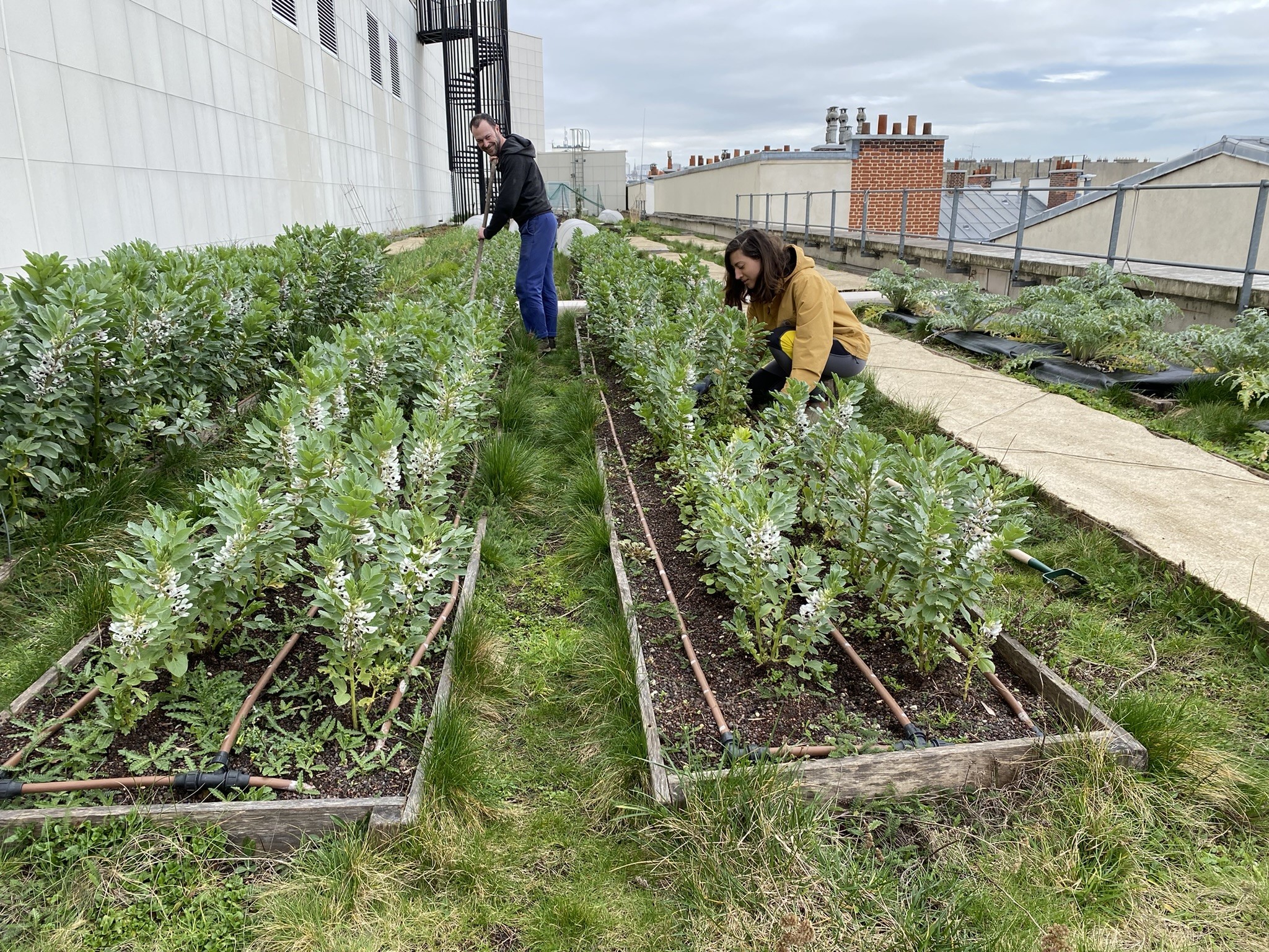 Wecandoo - Visitez le potager de l’Opéra Bastille et découvrez le maraîchage urbain - Image n°6