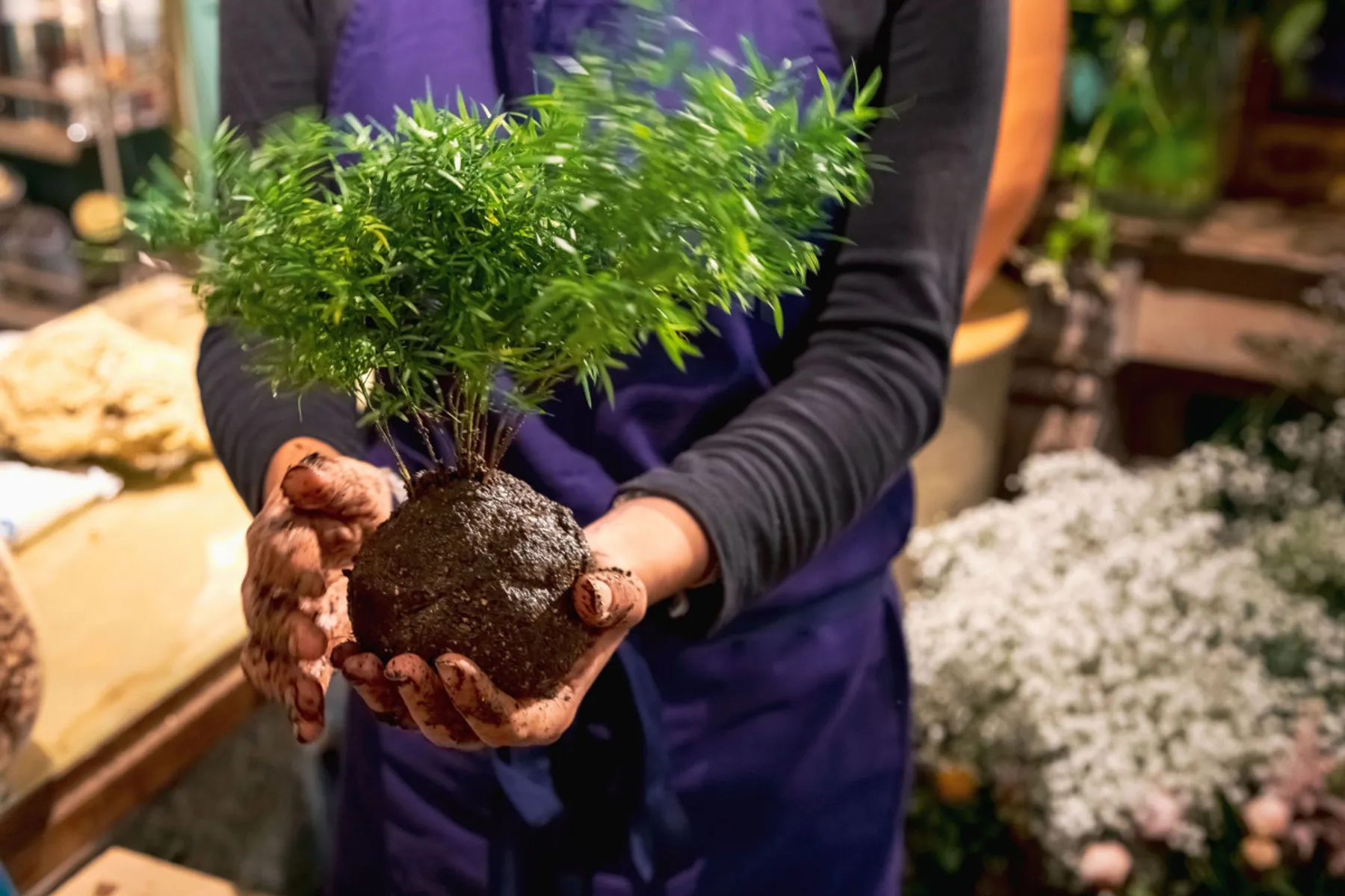 Créez votre kokedama avec Françoise - Image n°2 - Wecandoo