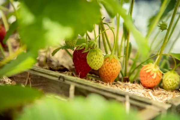 Wecandoo - Composez votre jardinière selon vos envies