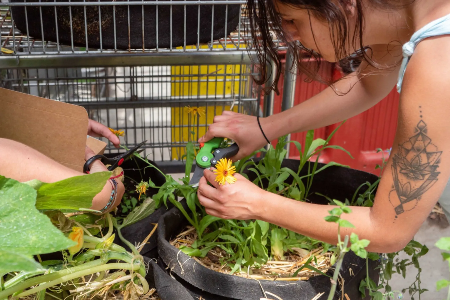 Réalisez vos semis et boutures de plantes favorites dans une ferme urbaine - Image n°2 - Wecandoo