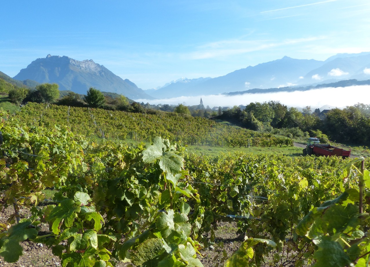 Wecandoo - Visitez un domaine viticole alpin et dégustez des vins de Savoie - Afbeelding nr. 4