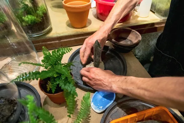 Wecandoo - Réalisez un terrarium