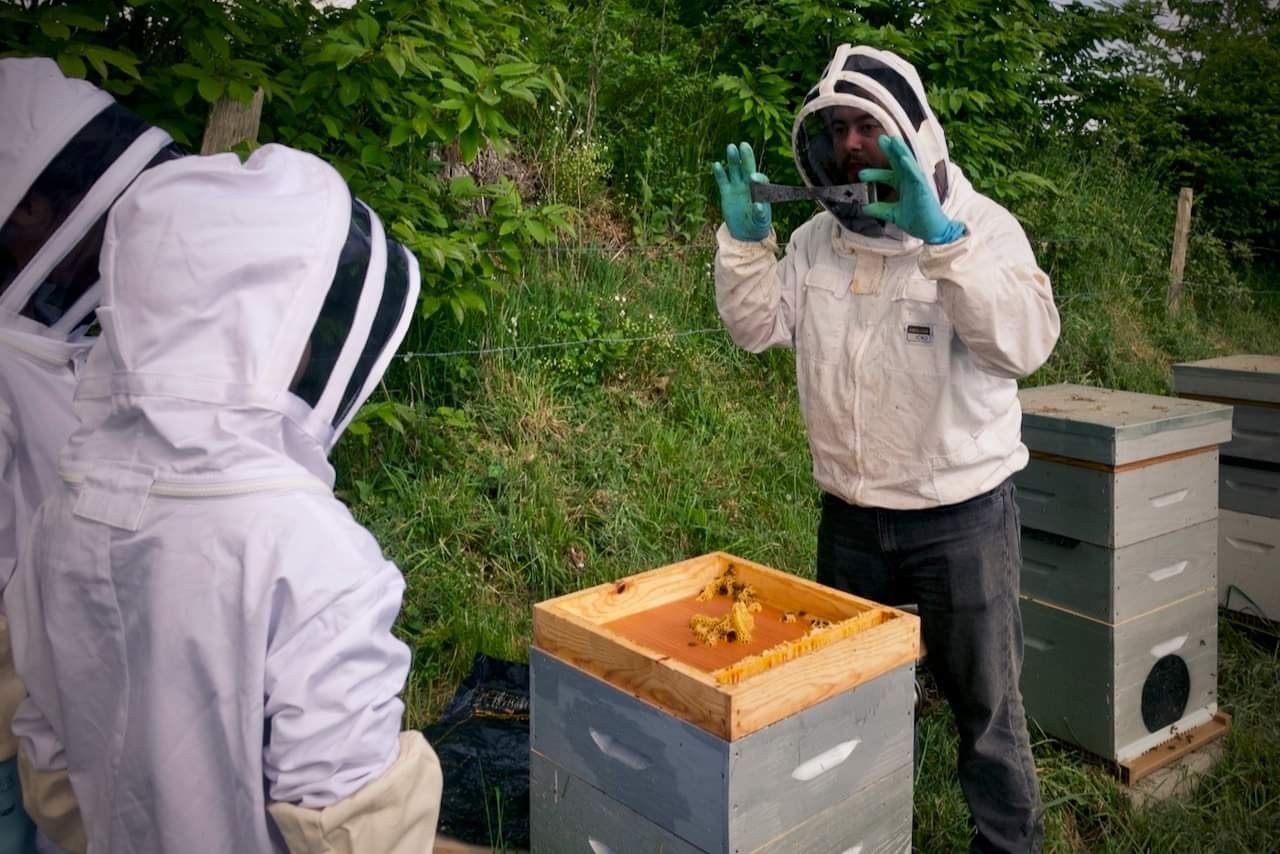 Wecandoo - Découvrez l'apiculture - Image n°7