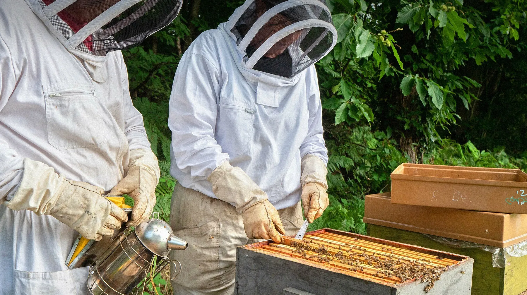 Nos ateliers d'apiculture - Wecandoo