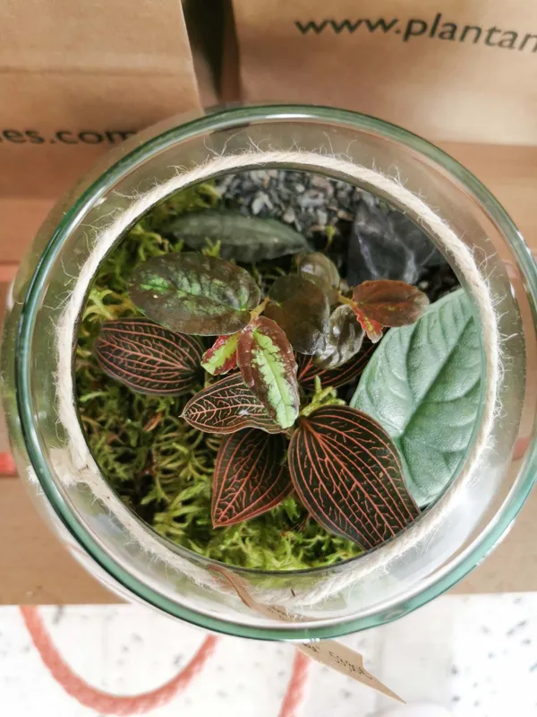 Wecandoo - Réalisez votre terrarium