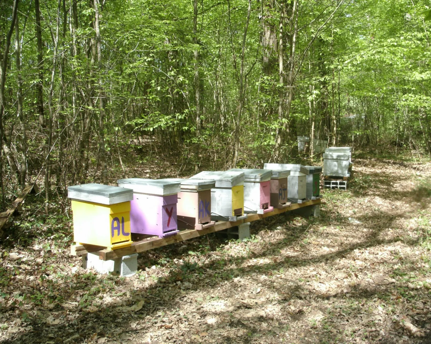 Initiez-vous à l'apiculture - Image n°1 - Wecandoo