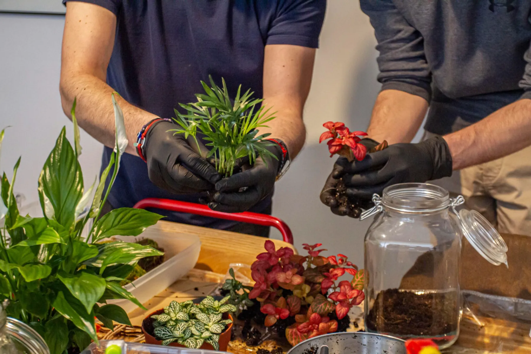 Composez votre terrarium - Image n°4 - Wecandoo