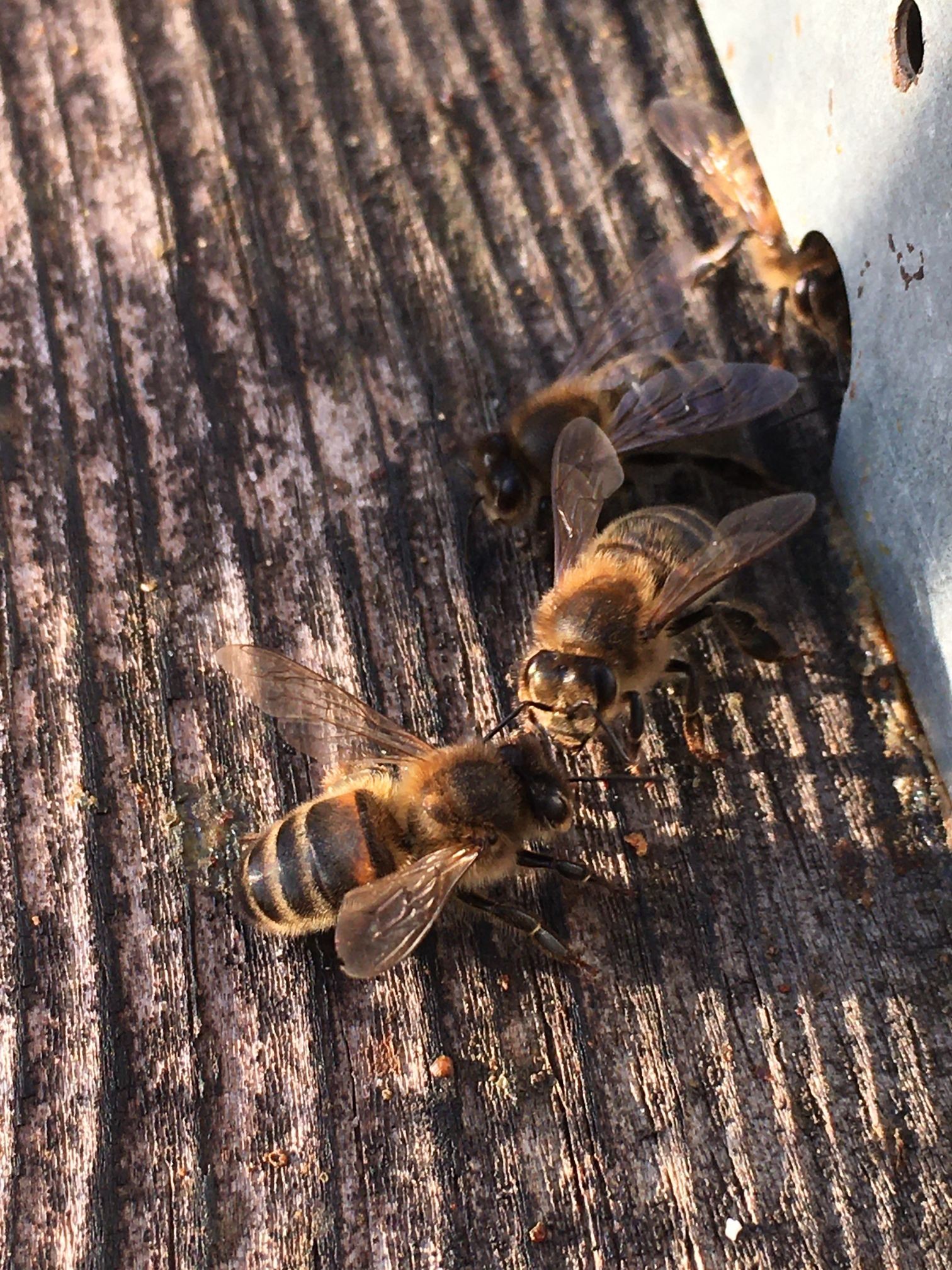 Wecandoo - Initiez vous à l'apiculture sur une demi journée - Image n°7