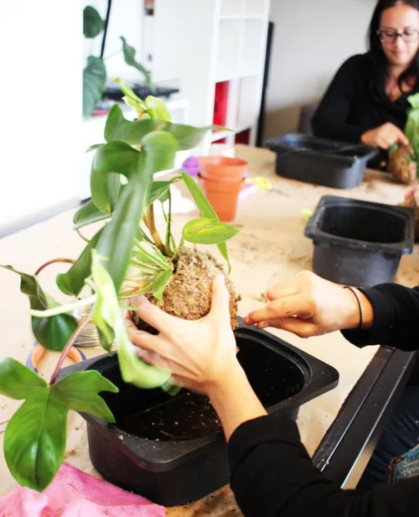 Créez votre kokedama - Image n°3 - Wecandoo