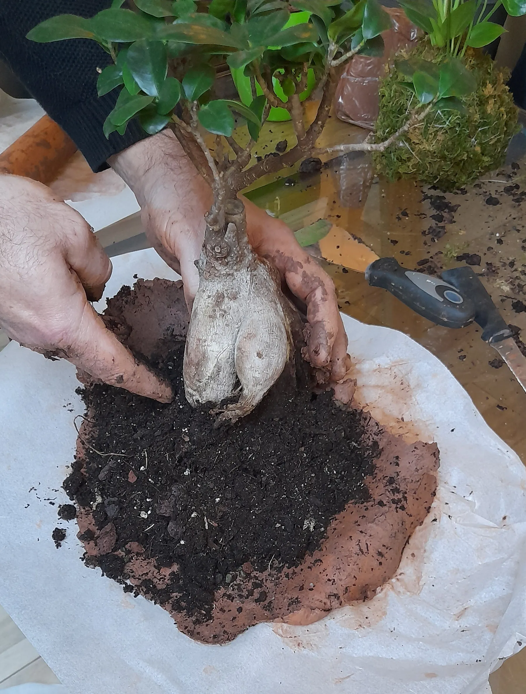 Réalisez votre kokedama - Afbeelding nr. 1 - Wecandoo