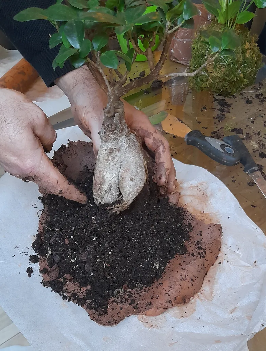 Réalisez votre kokedama - Image n°1 - Wecandoo