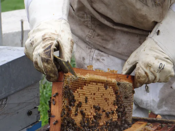 Wecandoo - Plongez-vous dans le monde merveilleux des abeilles