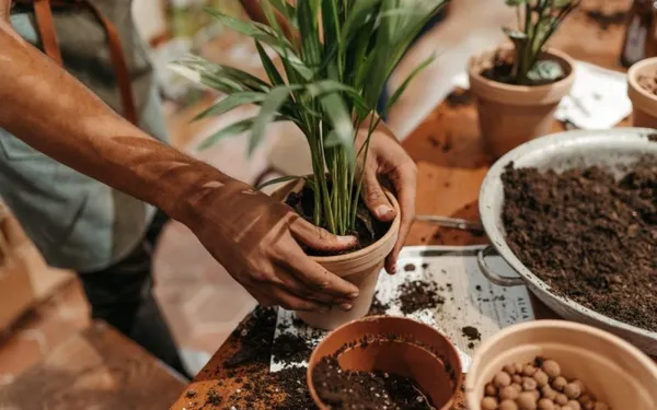 Apprenez 2 techniques de bouture de plantes d'intérieur - Image n°4 - Wecandoo