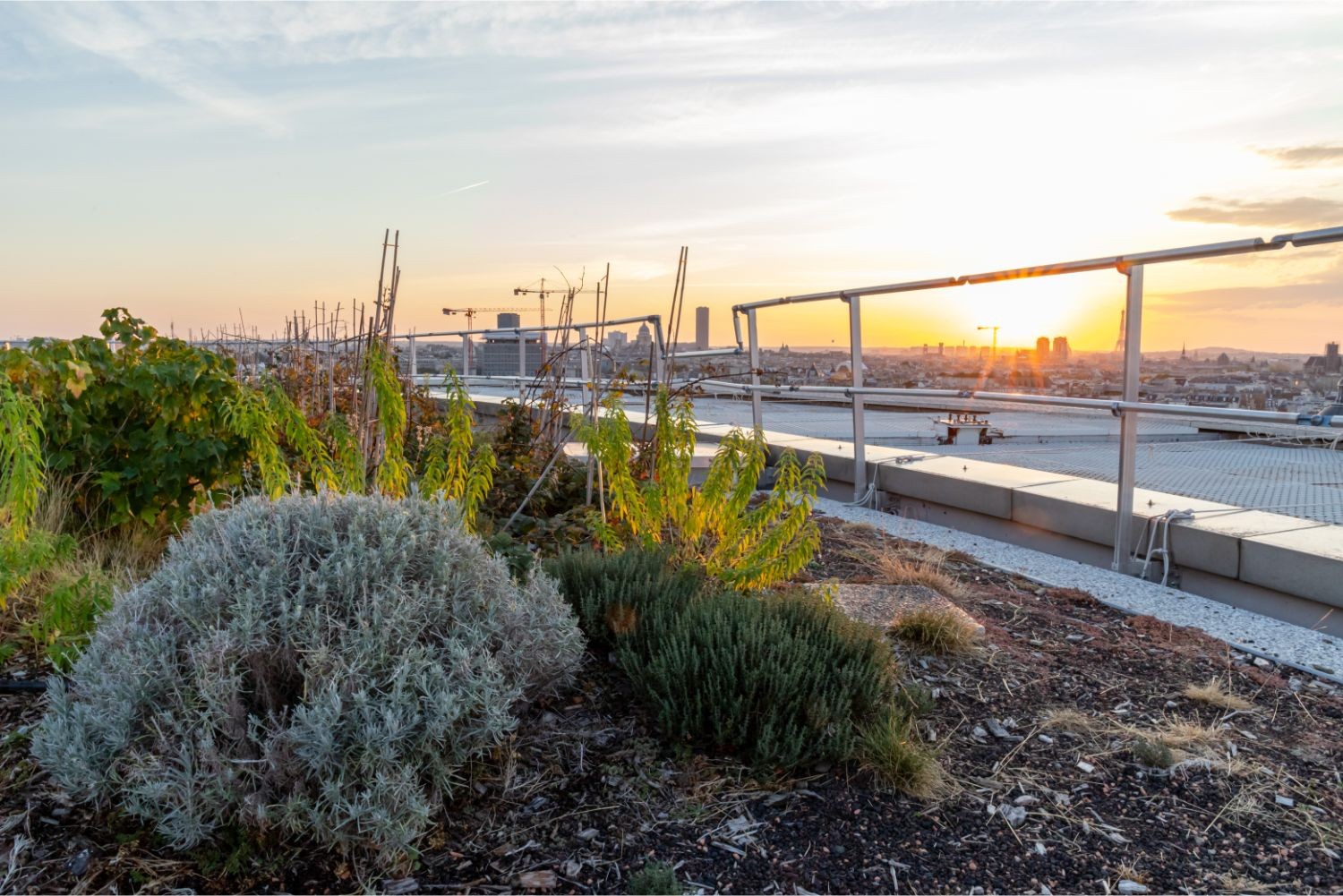 Wecandoo - Visitez le potager de l’Opéra Bastille et découvrez le maraîchage urbain - Image n°1