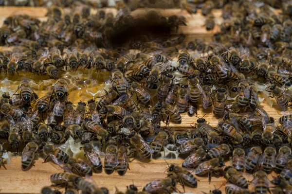 Wecandoo - Découvrez l'apiculture