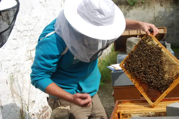 Initiez-vous à l'apiculture - Image n°2 - Wecandoo