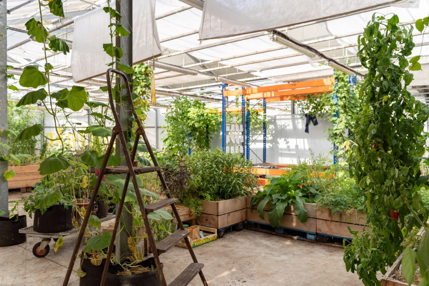 Réalisez votre propre ginger beer - Image n°1 - Wecandoo