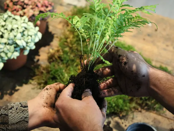 Réalisez votre kokédama - Image n°2 - Wecandoo