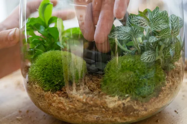 Créez votre grand terrarium (Taille L) - Image n°2 - Wecandoo