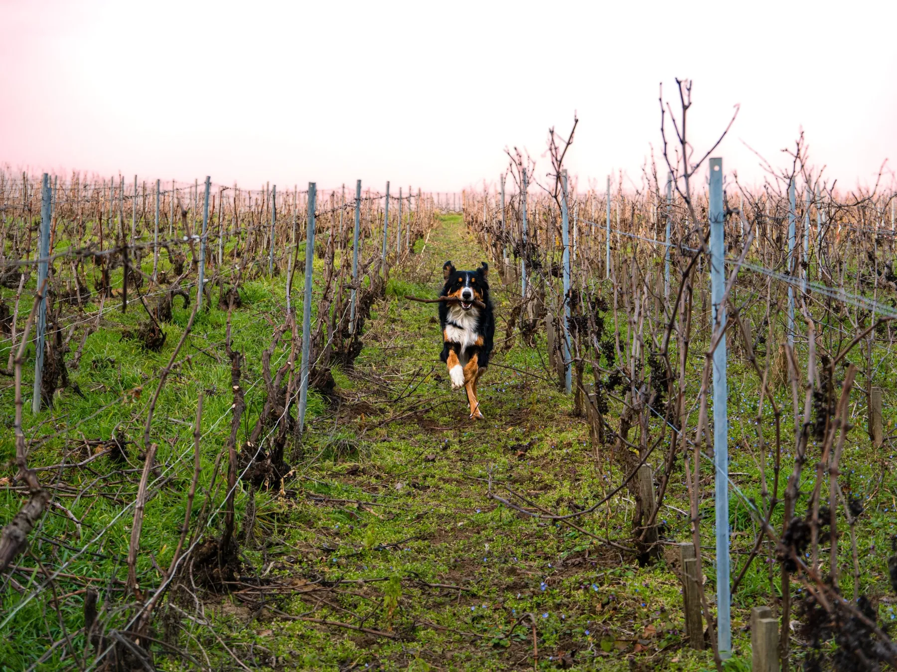 Visitez un vignoble et dégustez des champagnes - Afbeelding nr. 1 - Wecandoo