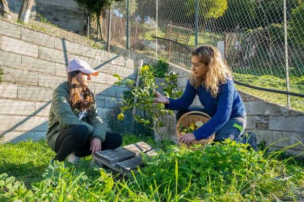 Visitez un verger d'agrumes et découvrez le citron de Menton - Image n°2 - Wecandoo