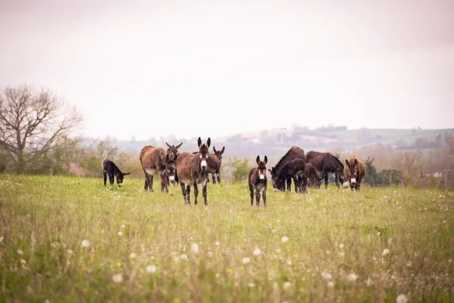 Réalisez votre savon au lait d'ânesse - Image n°1 - Wecandoo