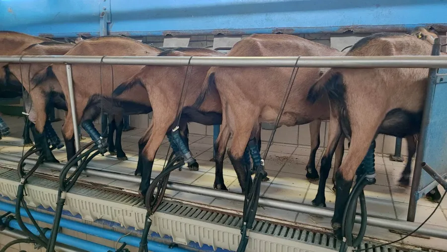 Devenez chevrier le temps d'une journée - Afbeelding nr. 1 - Wecandoo