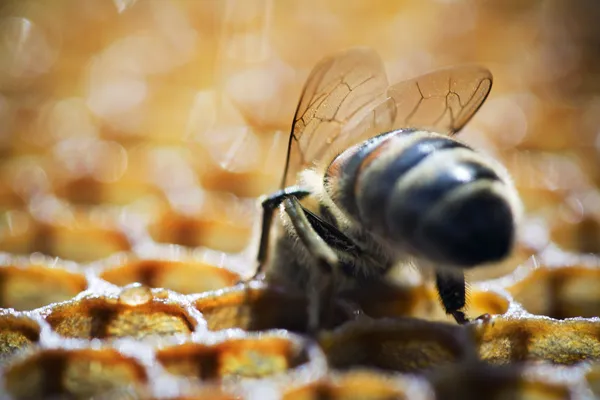 Wecandoo - Initiez-vous à l'apiculture