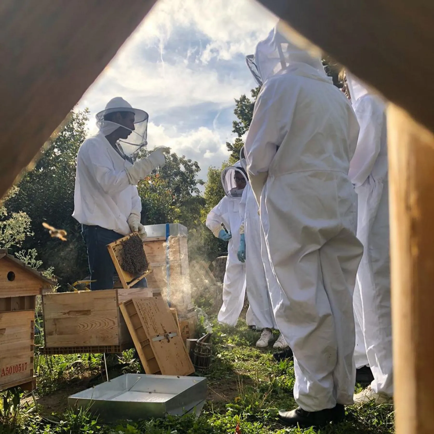 Découvrez l'apiculture urbaine - Image n°2 - Wecandoo