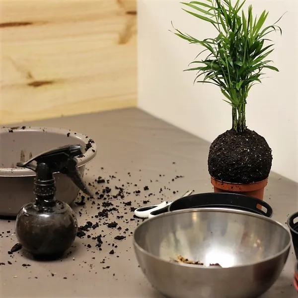 Créez vos kokedamas en duo avec votre enfant - Image n°1 - Wecandoo