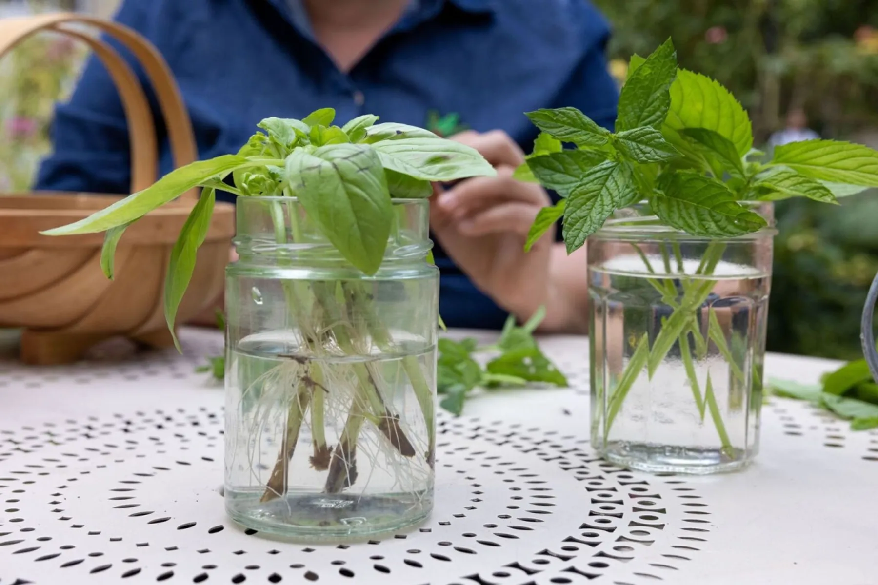 Réalisez vos boutures d'aromatiques - Image n°4 - Wecandoo