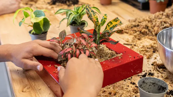 Wecandoo - Créez votre cadre végétal de plantes fraîches