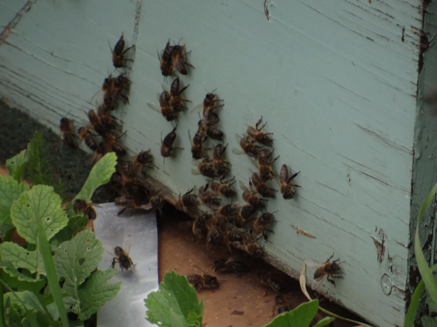 Initiez-vous à l'apiculture - Image n°1 - Wecandoo