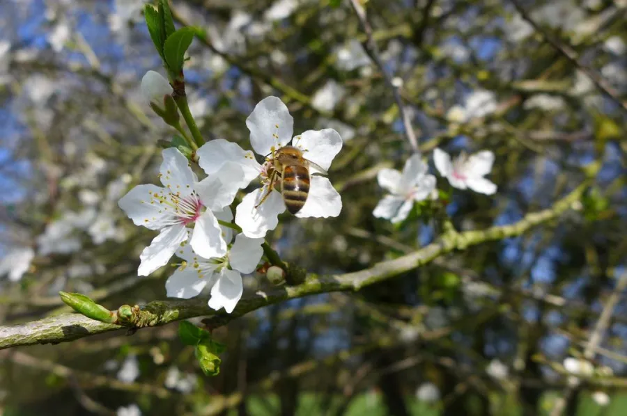 Initiez-vous à l'apiculture - Image n°1 - Wecandoo