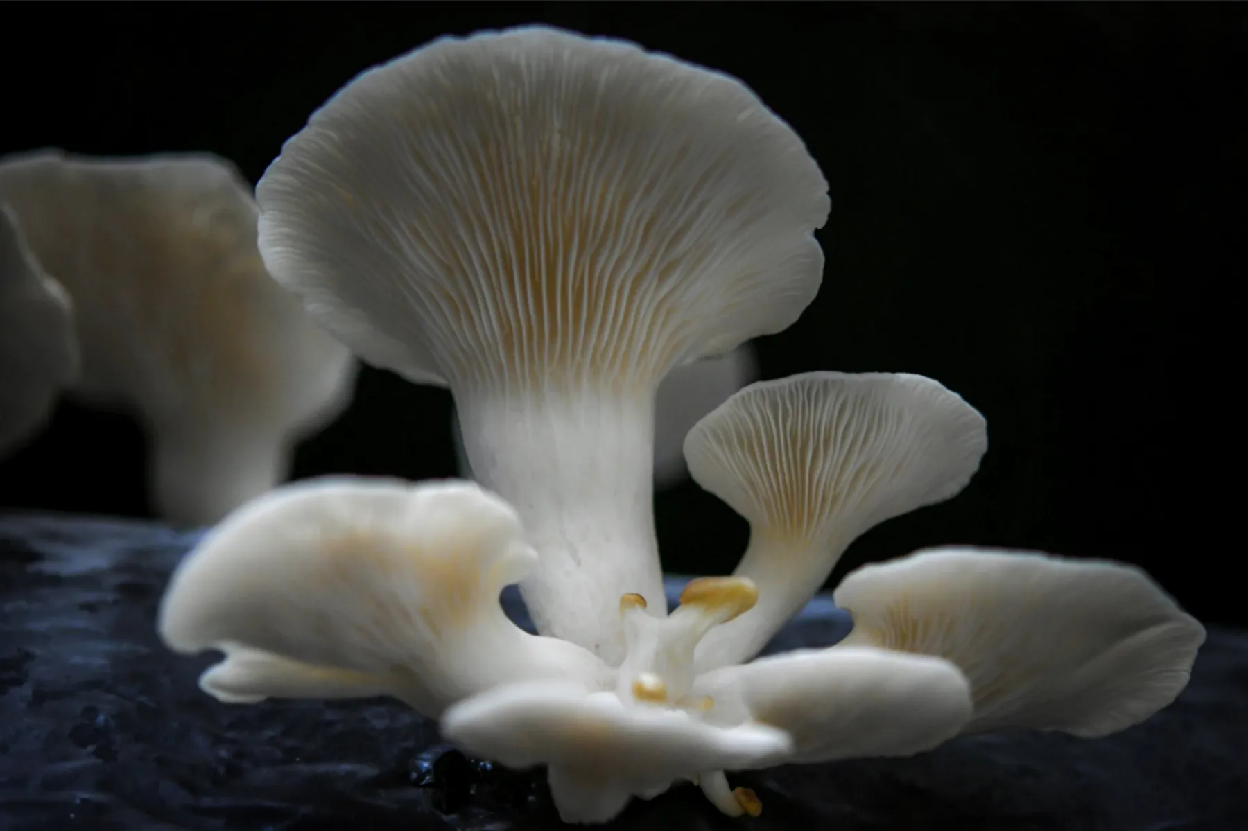 Découvrez la culture des champignons et cultivez les vôtres - Image n°3 - Wecandoo