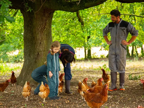 Découvrez un élevage de poules et repartez avec des œufs frais - Image n°2 - Wecandoo