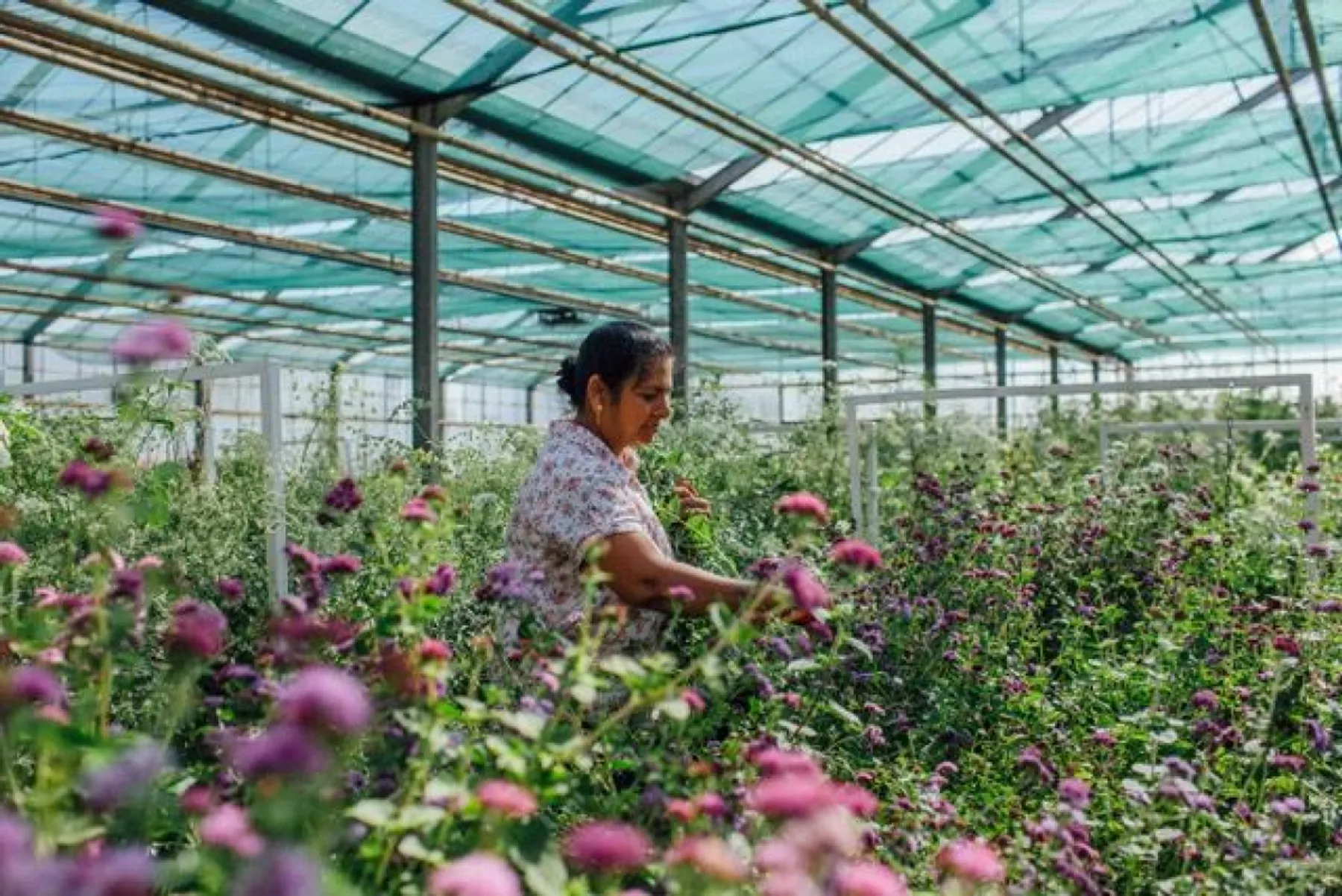 Visitez une ferme de fleurs et réalisez votre botte - Afbeelding nr. 1 - Wecandoo