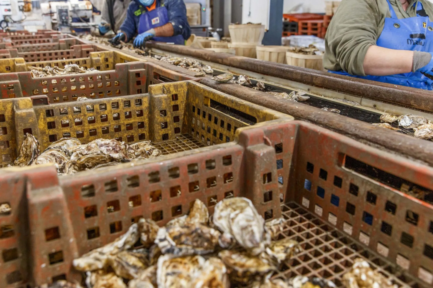 Visitez une exploitation ostréicole et dégustez des huîtres - Afbeelding nr. 4 - Wecandoo