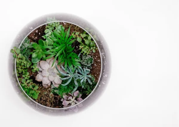 Wecandoo - Créez votre grand terrarium