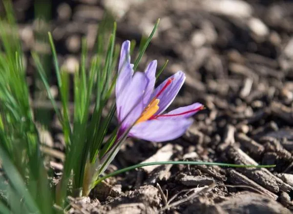 Récoltez votre safran - Image n°2 - Wecandoo