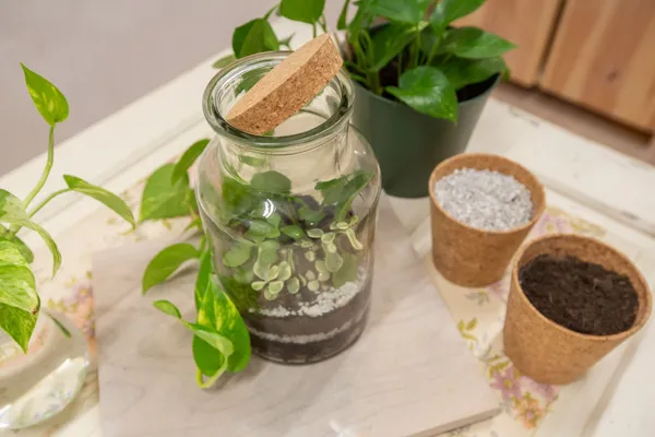 Wecandoo - Réalisez votre terrarium