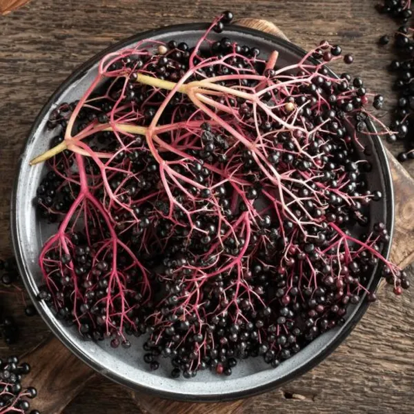 Réalisez vos encres 100% naturelles - Image n°2 - Wecandoo