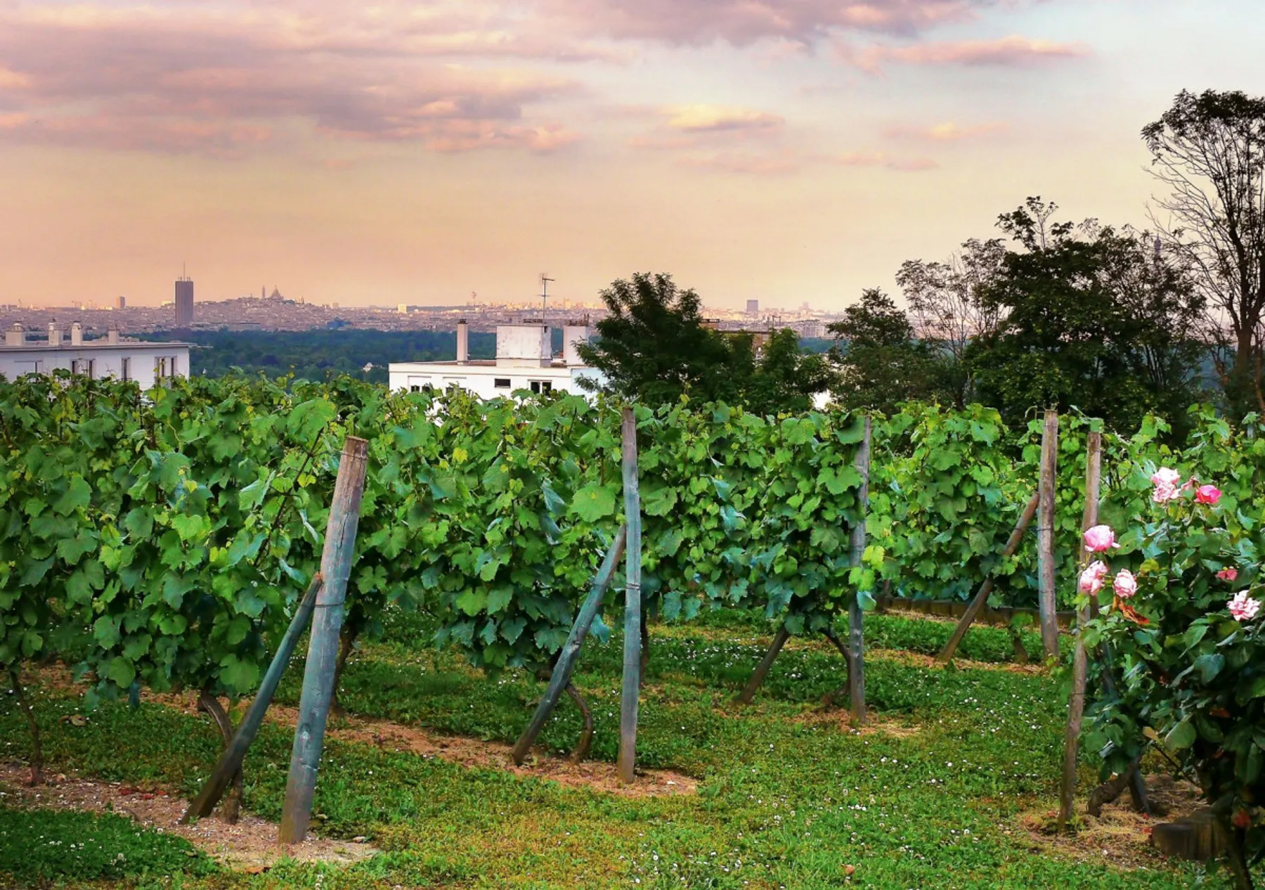Initiez-vous à l'apiculture - Afbeelding nr. 1 - Wecandoo