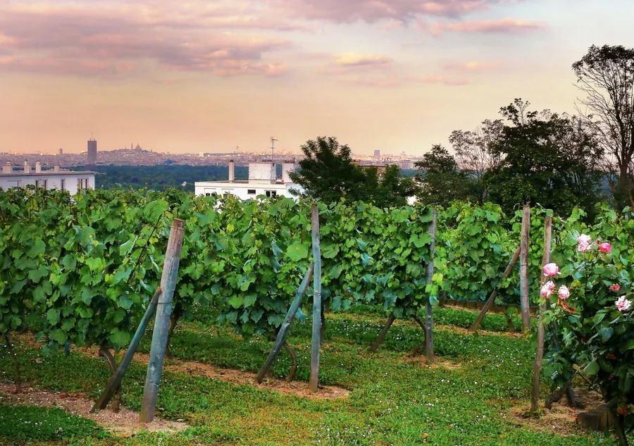 Initiez-vous à l'apiculture - Image n°1 - Wecandoo