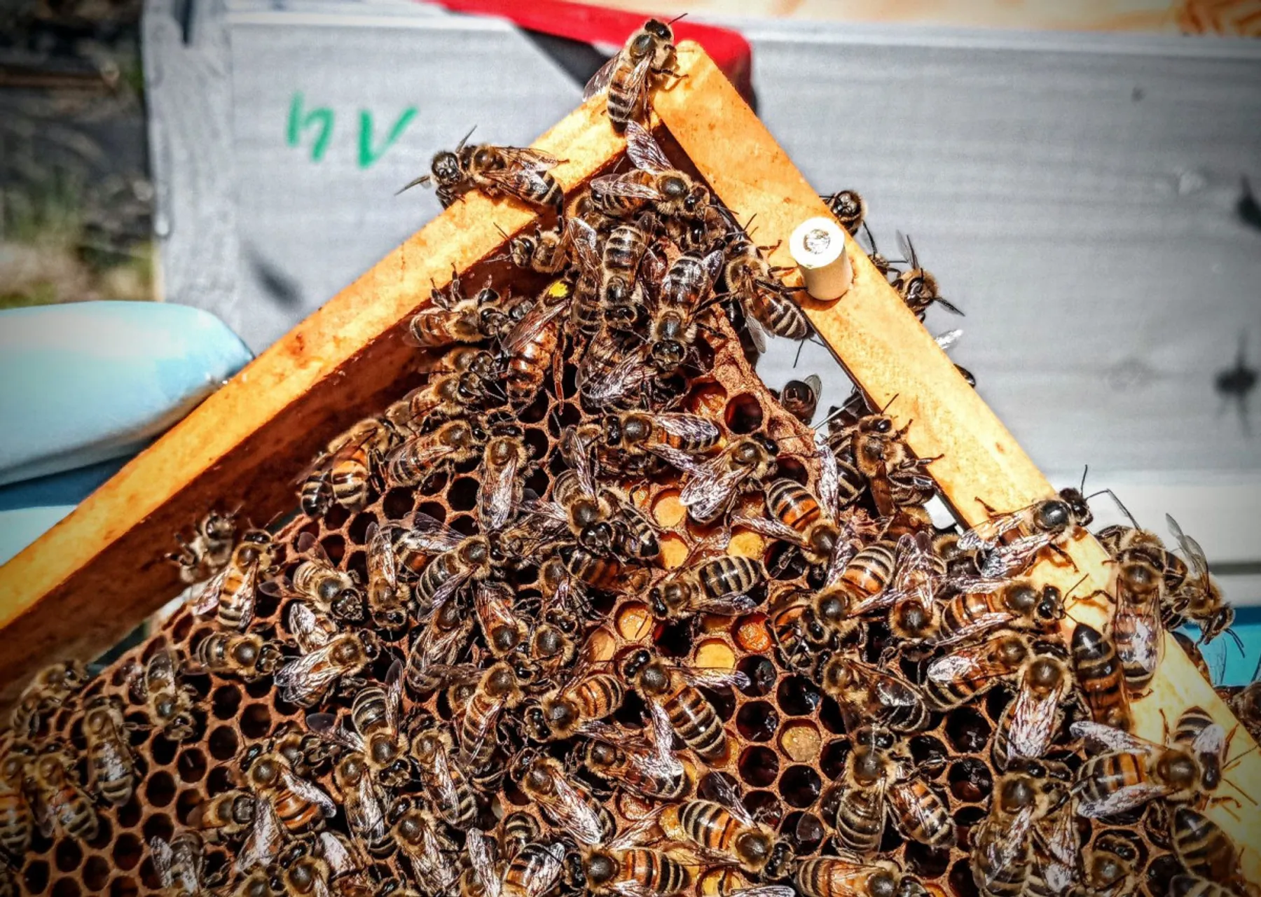 Découvrez l'apiculture - Afbeelding nr. 5 - Wecandoo