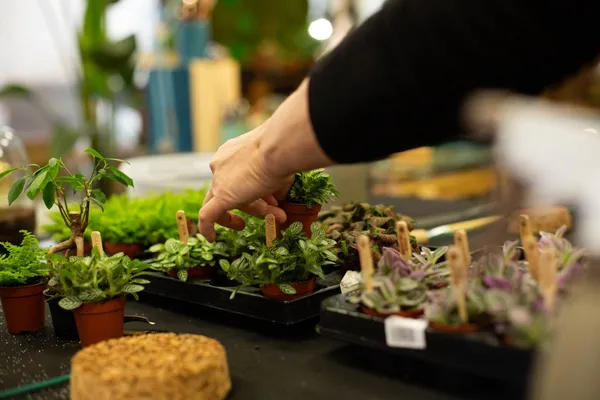 Créez votre terrarium taille large - Image n°4 - Wecandoo