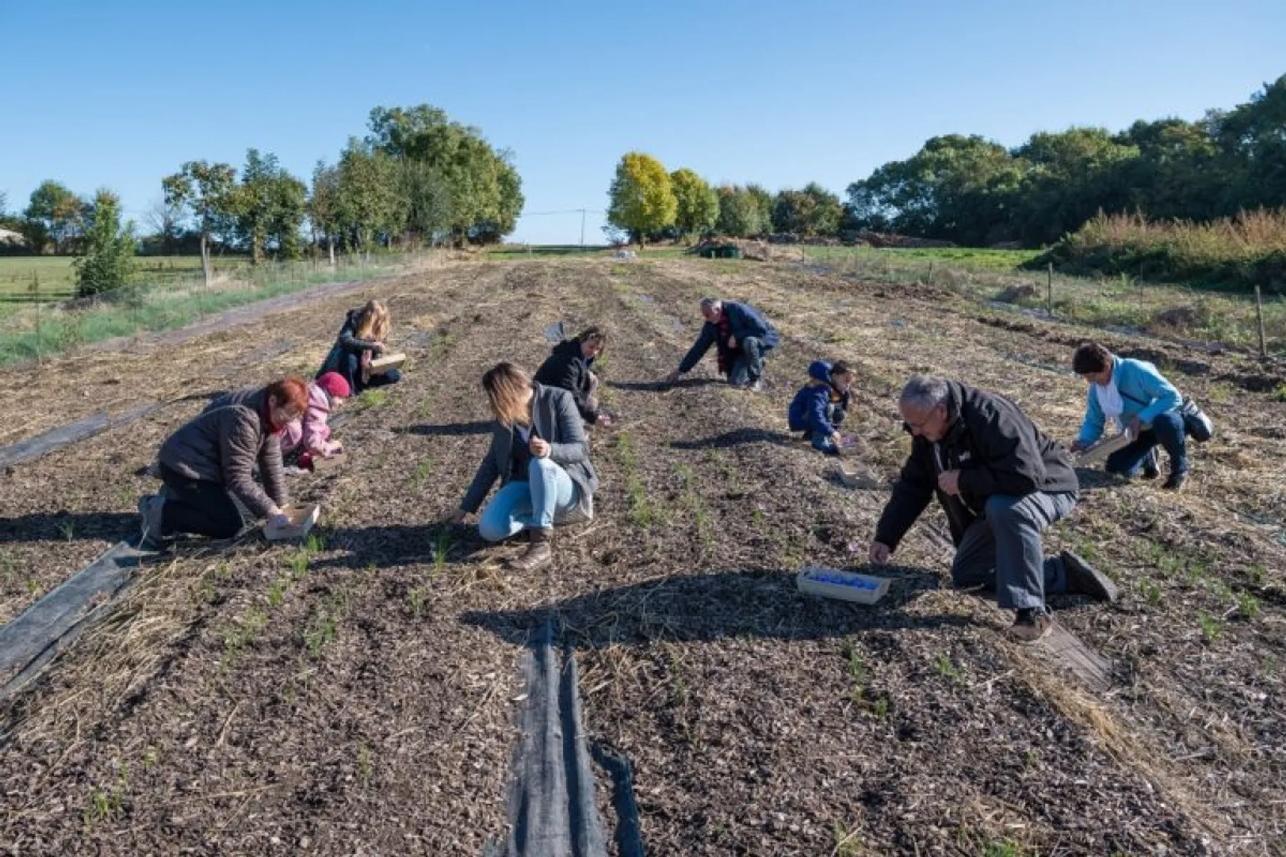 Récoltez votre safran - Image n°1 - Wecandoo